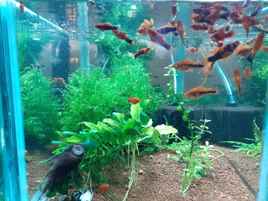 Plante si pesti acvariu