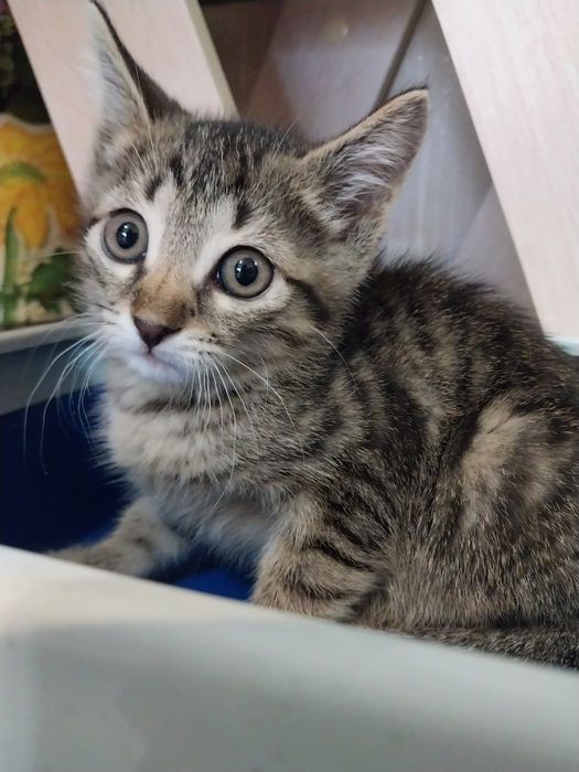 Котенок мальчик 2 месяца