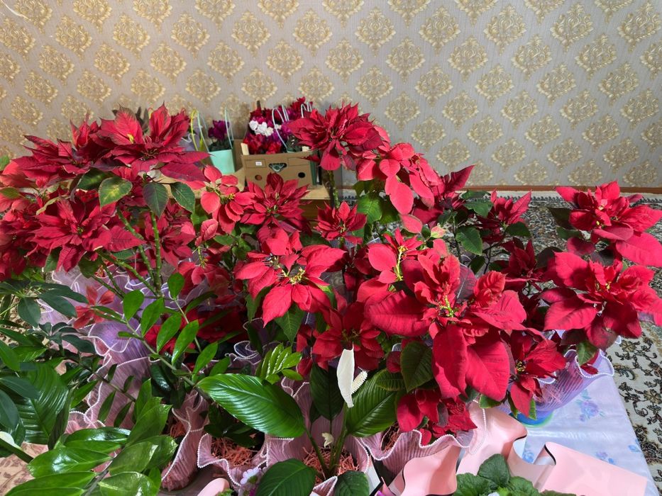 Комнатные цветы очень красивые