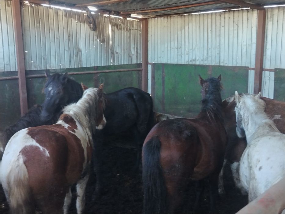 Продам тайлар, кунандар, байтал с откорма