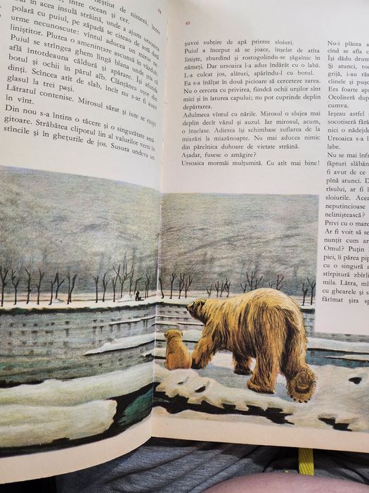 Fram ursul polar