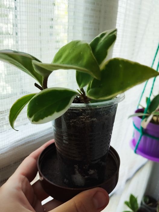 Хойя карноза ( 500-700тг)