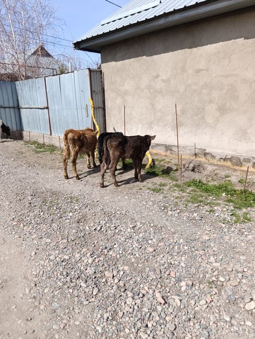 Продаются 3 бычка и 5 тёлок