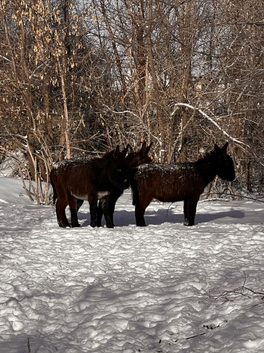 Продам ишаков 3 штуки