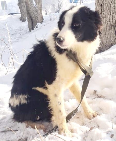 Звоночки, сторожа, компаньоны