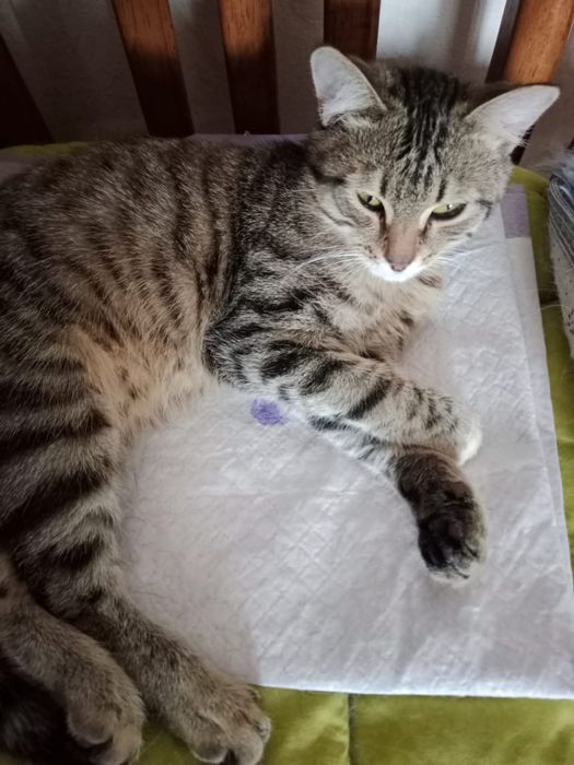 Котик в добрые руки