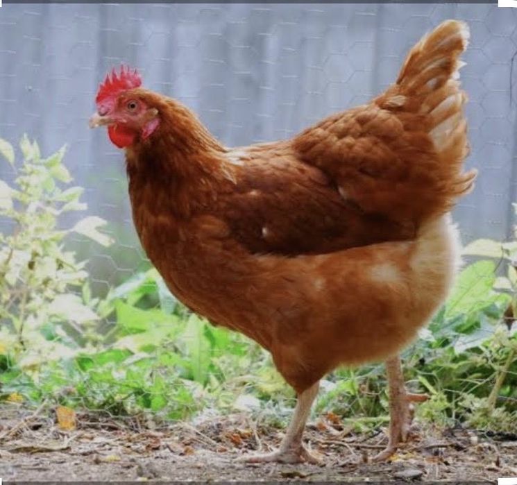 Несушка тауықтар ломан браун
