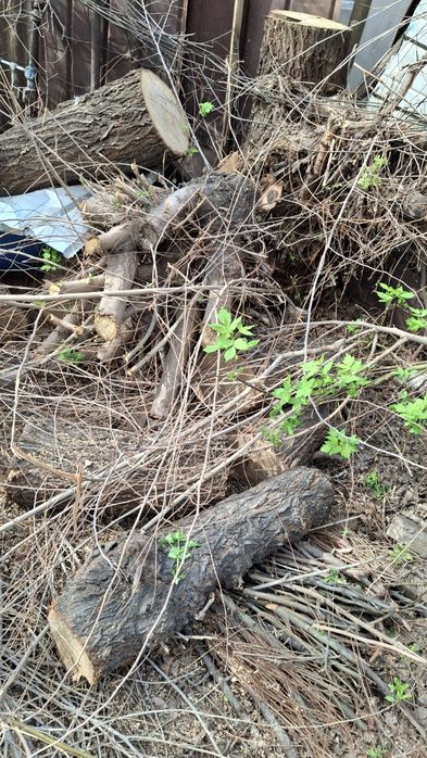 Бесплатно дрова в любое время самовывоз