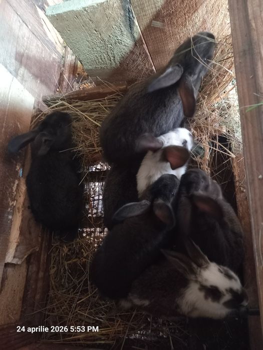 7 iepuri corcitură hycole francez cu uriaș german, 8 săptămâni