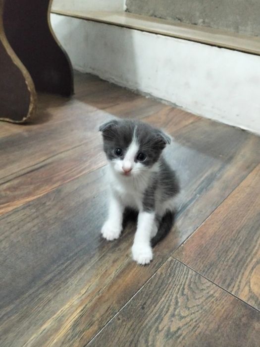 Котята вислоушки