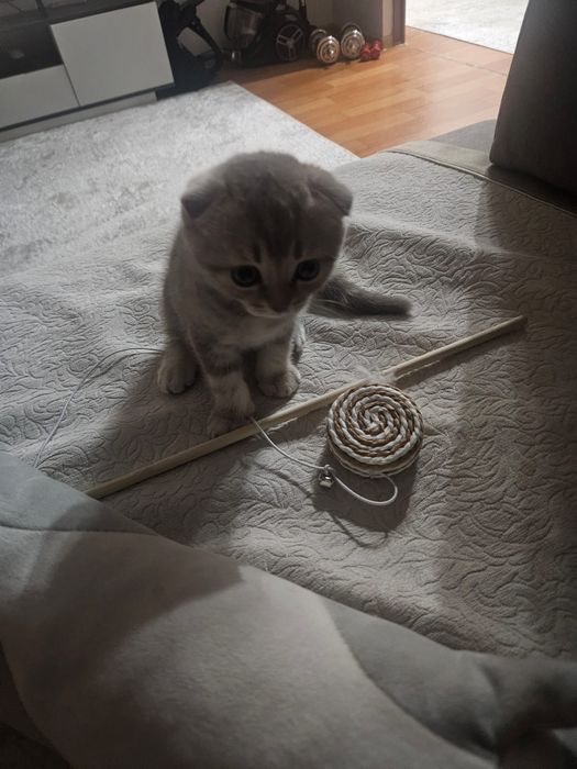 Продаю  котенка скотиш фолд