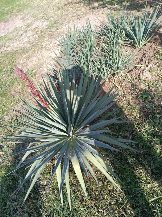 Цветы Юкка, Юкка гүлі, колокольчик