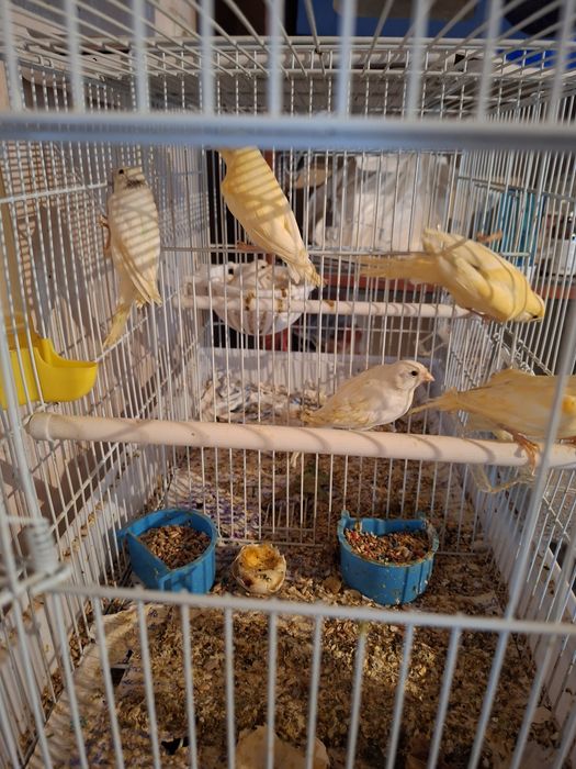 Птицы канарейки...