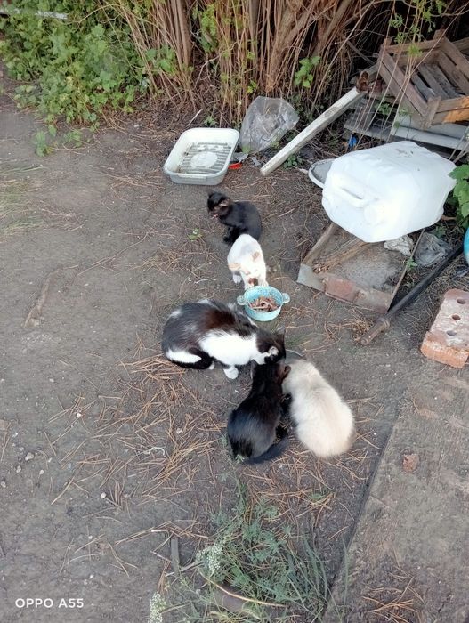 Отдадим котят в  хорошие руки