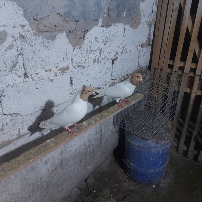 Сары бас  чубати самка лиси самец