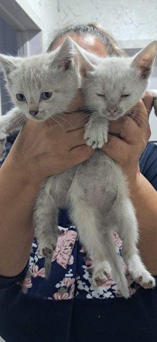 Отдам котят в хорошие руки
