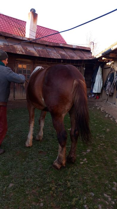 Vand iapa semi-murana de 1an si 7 luni