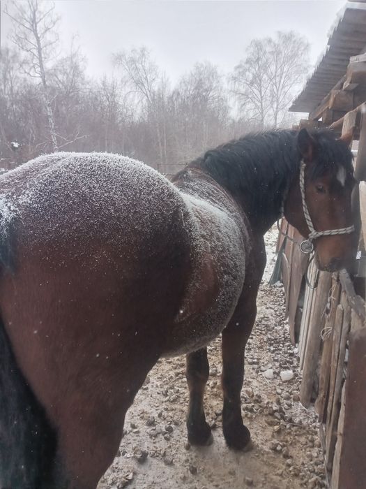 Орыс Айғыр сатамын