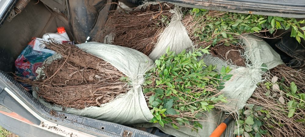 Вяз, карагач мелколистный, саженцы