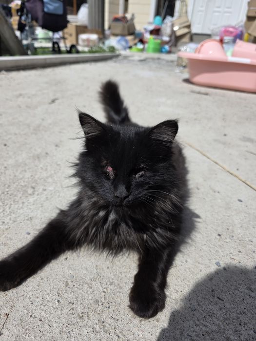 Кошки оба не видят