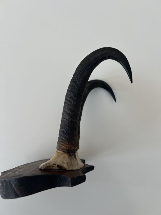 Coarne (craniu) trofeie capra neagra deosebite
