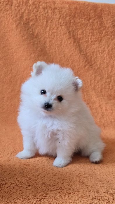 Продаются щенок немецкого шпица