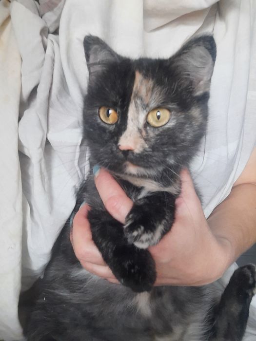 Шикарные котики и кошечки