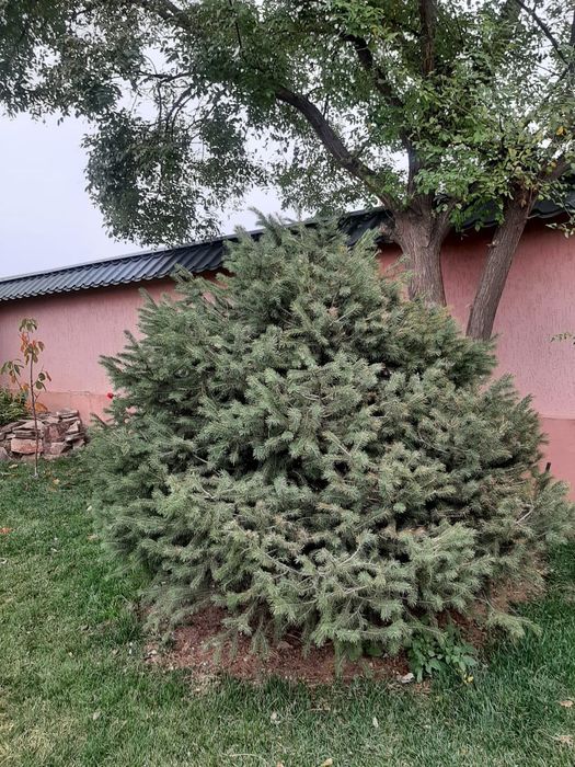 3 пышные ёлки продаются!