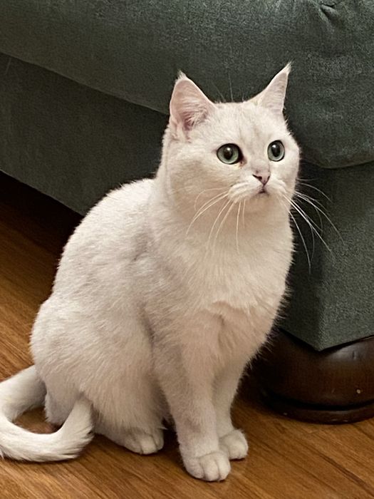 Продам Британскую шиншиллу