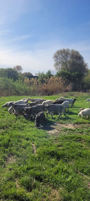 Козы.           .