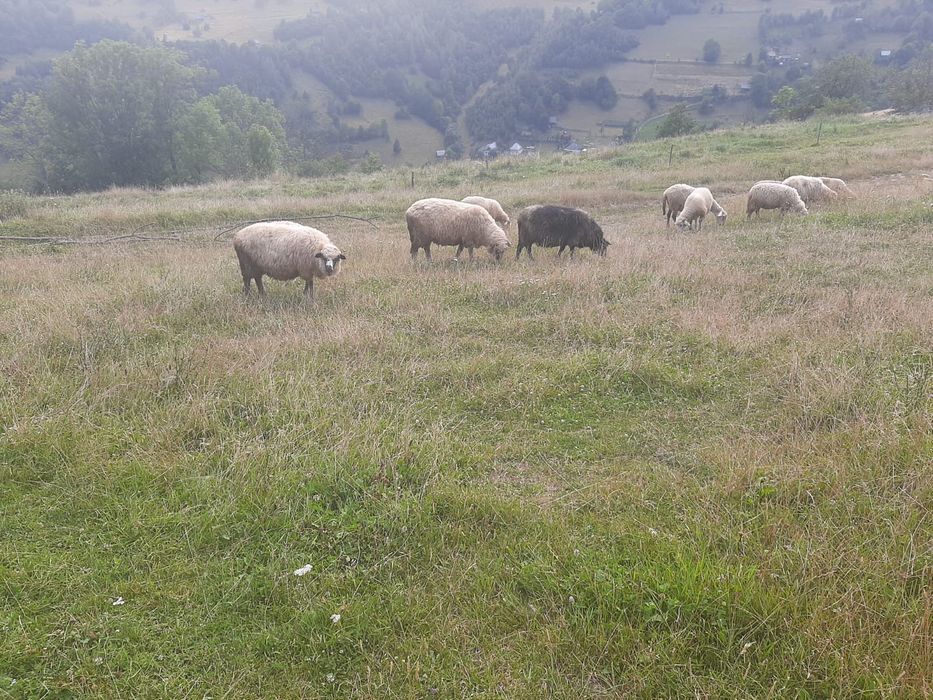 Vand oi  6 bucati