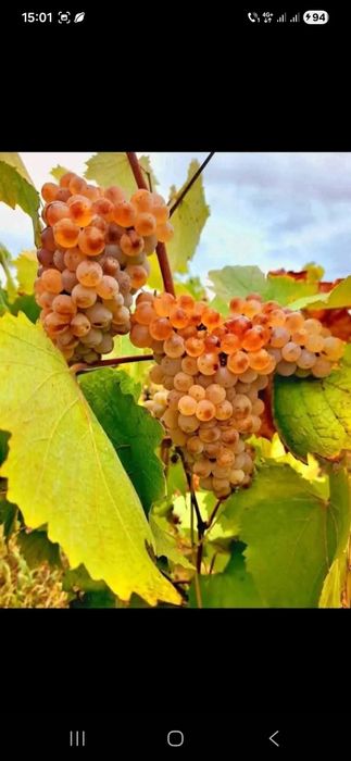 Livrez struguri pentru vin la domiciliu clientului cu transport gratis pentru detalii sunati la nr de tel 0727430117 
Avem toate soiurile