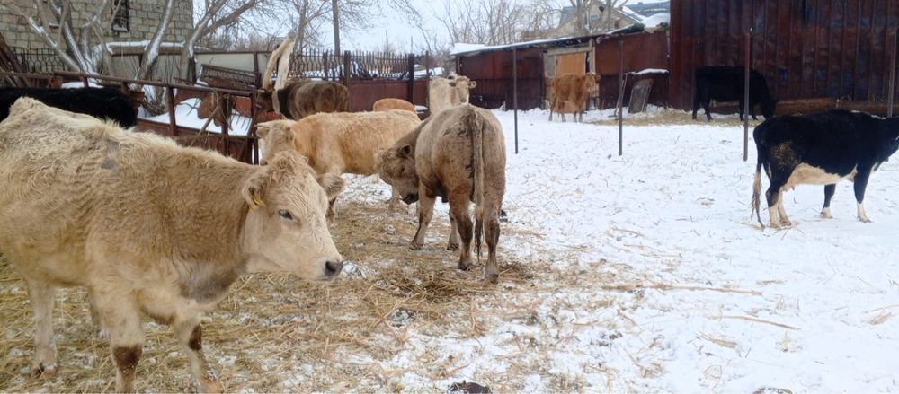 Продам быка 2 года