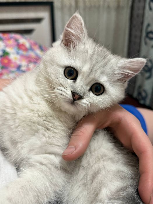 Mushuk sotiladi zotli