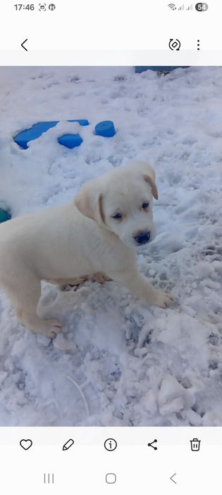 Срочно малыш ищет дом.