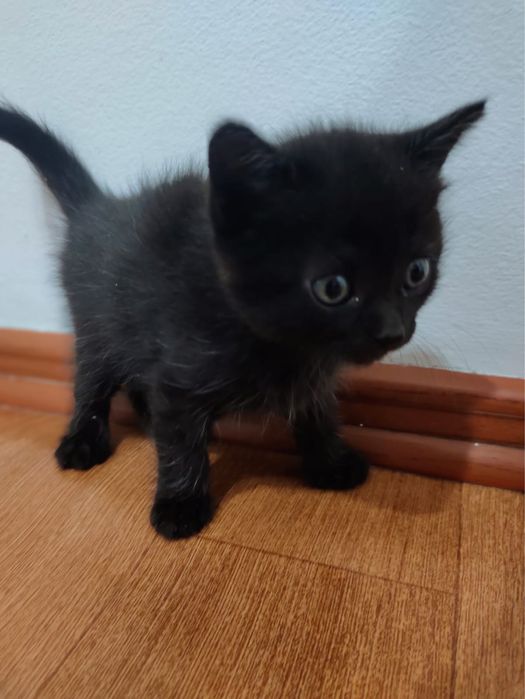 Отдам котят в хорошие руки