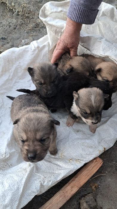 Отдам щенят в хорошие руки
