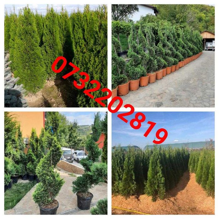 Vând copacii ornamentali conifere și foioase mesteacăn alb, tei,