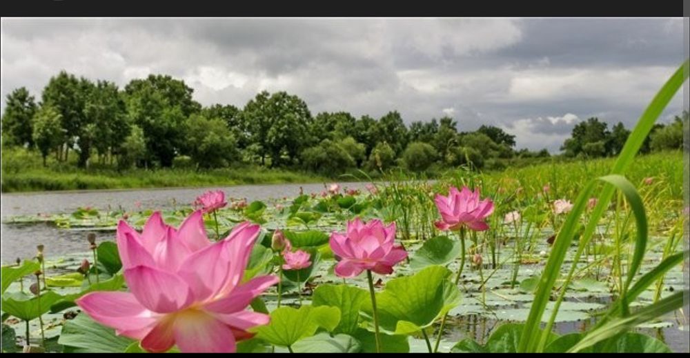 Продам семена Лотоса