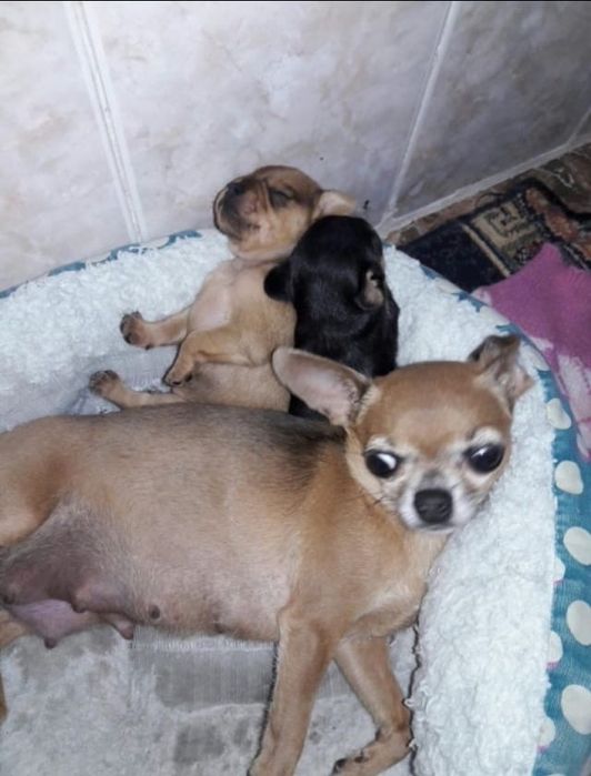 Мини чихуахуа девочки