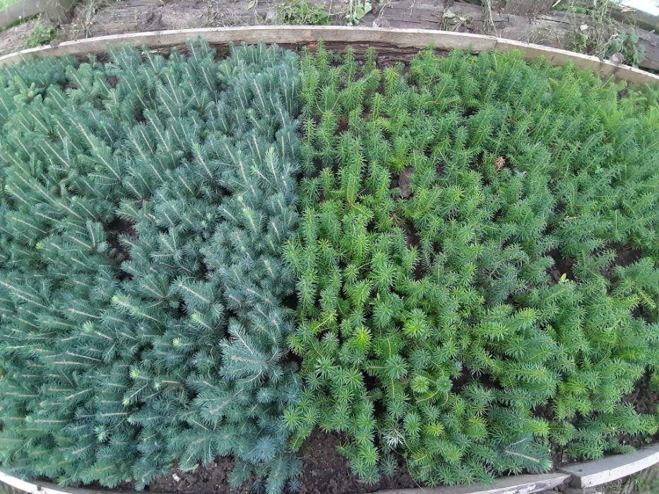 Puieti molid argintiu 4 ani-Picea Pungens Glauca Kibab