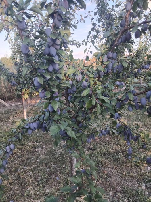 Vând prune Stanley atit pentru gemuri compot sau pentru țuică