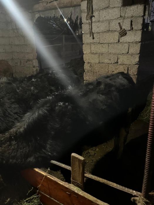 Сыйырлар сатыладыь