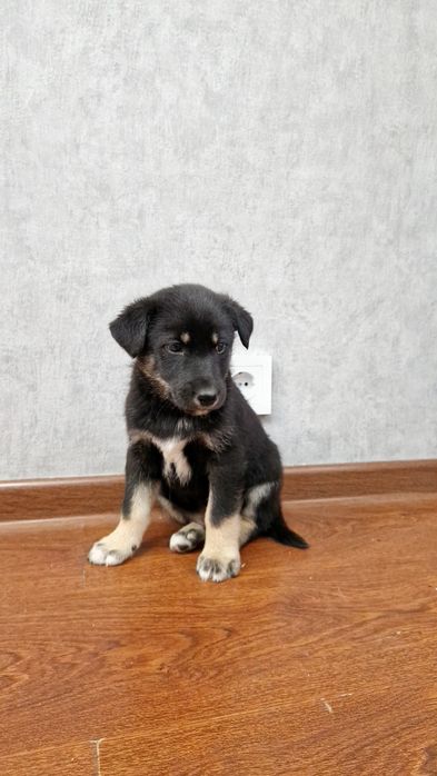 Отдам щенков Лайки