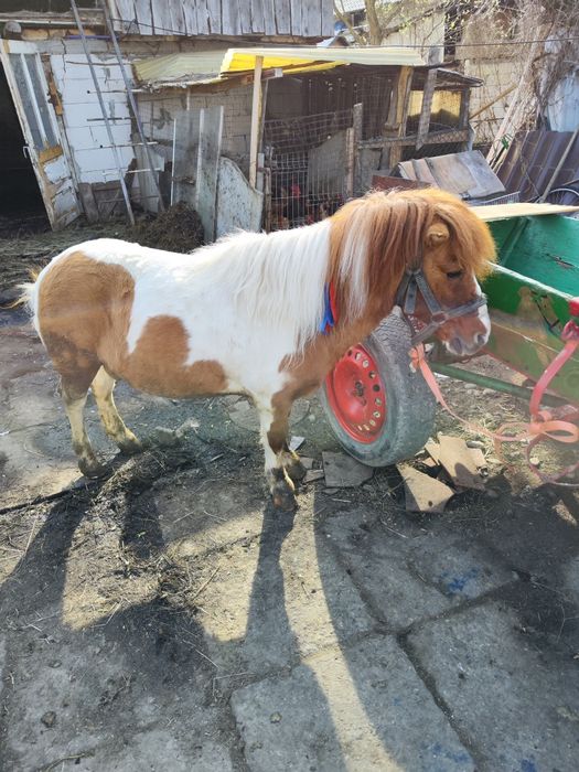 Vând ponei cu căruța