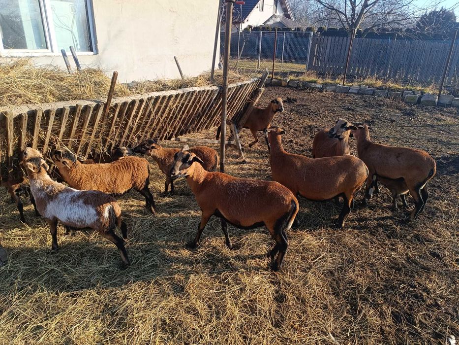 Oi camerun  9 bucati