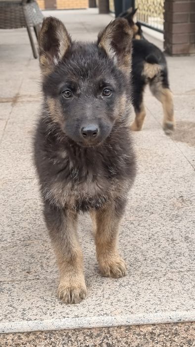 Продам щенков овчарки