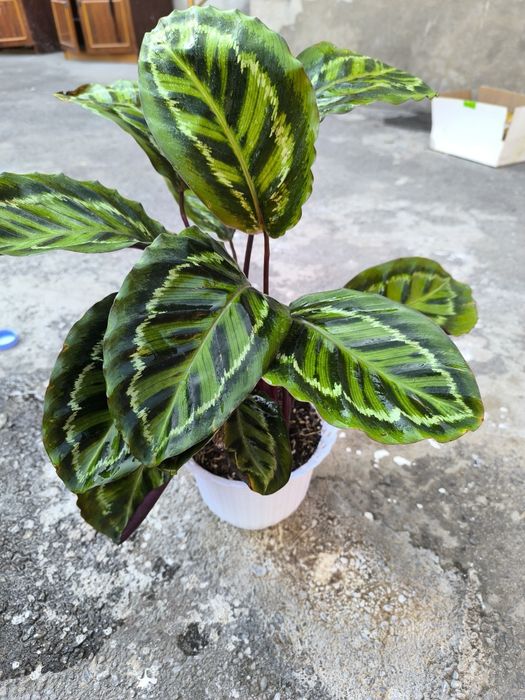 Хилма хил гуллар бор