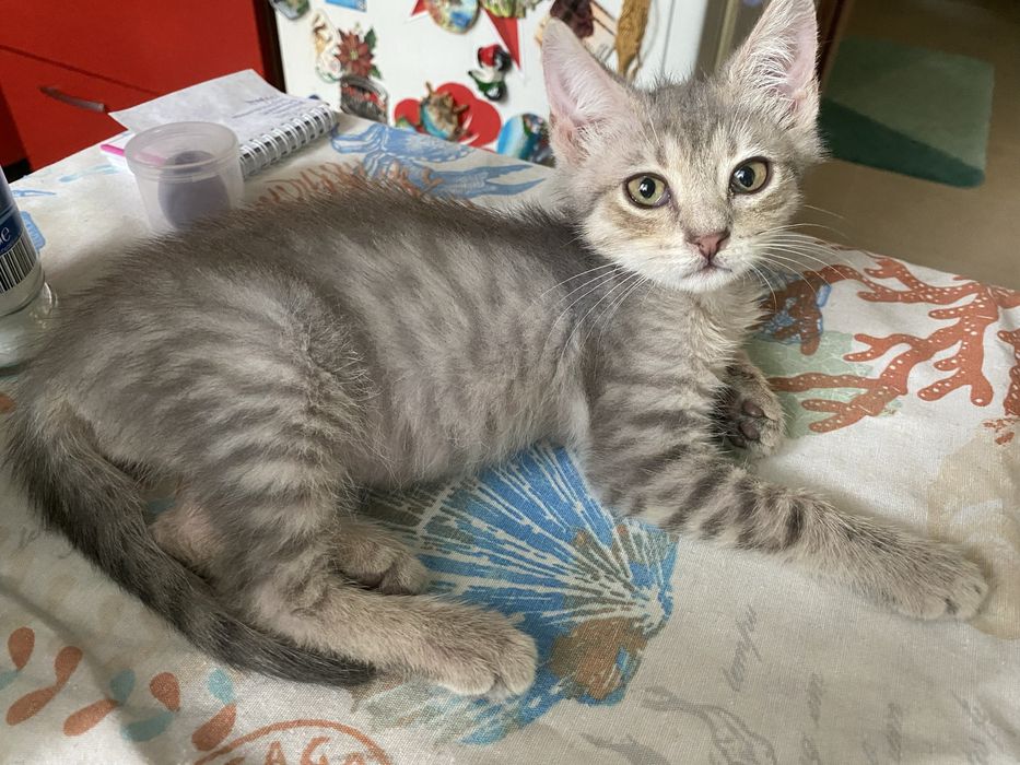 Подарявам коте Варна