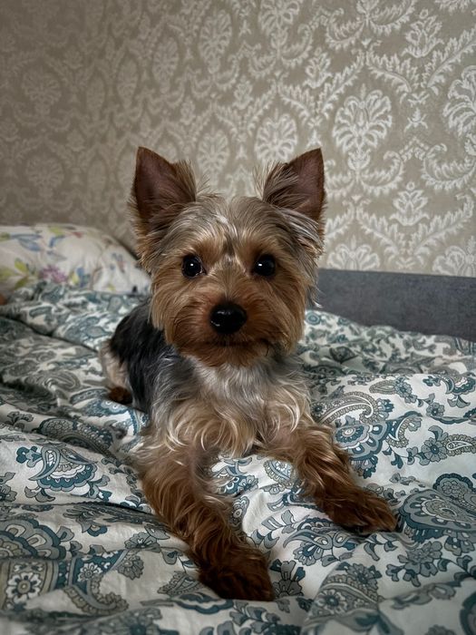 Вязка мини Йоркширский терьер